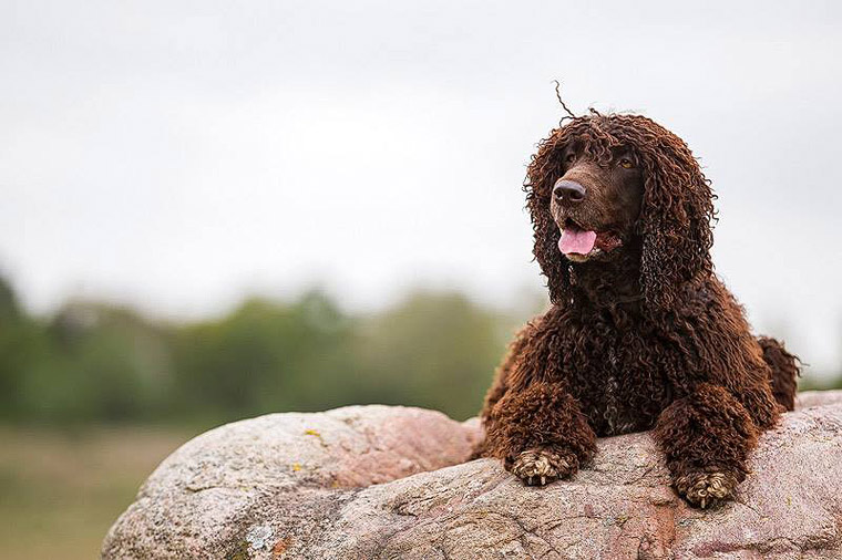 2015_05_16_arribathewaterspaniel